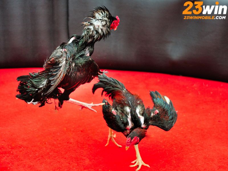 Đá Gà 23Win mang đến trải nghiệm đỉnh cao
