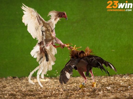 Lịch sử đá gà cựa dao có nguồn gốc lâu đời