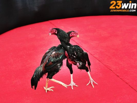 Đá gà cựa sắt là một trong những hình thức đá gà phổ biến