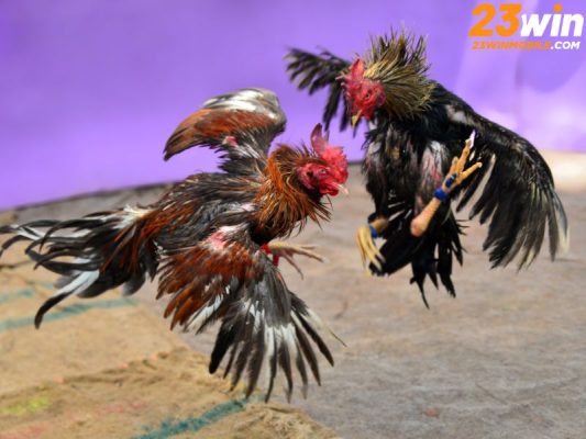 Đá Gà Thomo là một hình thức đá gà truyền thống nổi tiếng